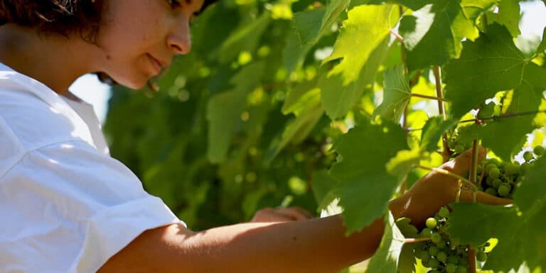 Cover Image for Emergenza siccità – L’impatto agronomico: vigneti e ulivi